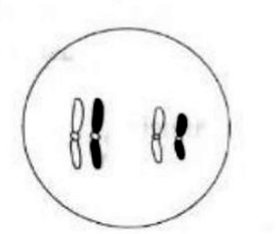 Image for option B