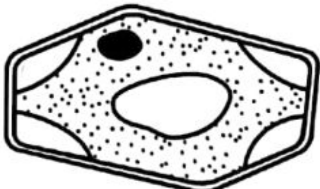 Image for option D
