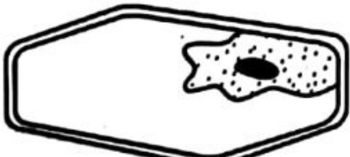 Image for option C