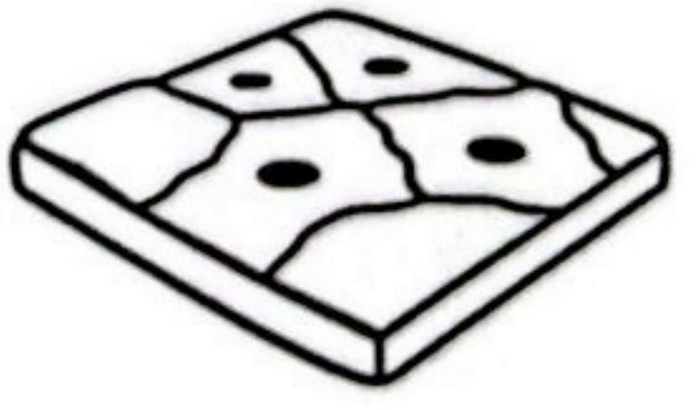 Image for option D