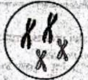 Image for option A