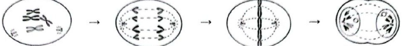 Image for option A