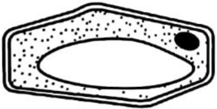 Image for option A