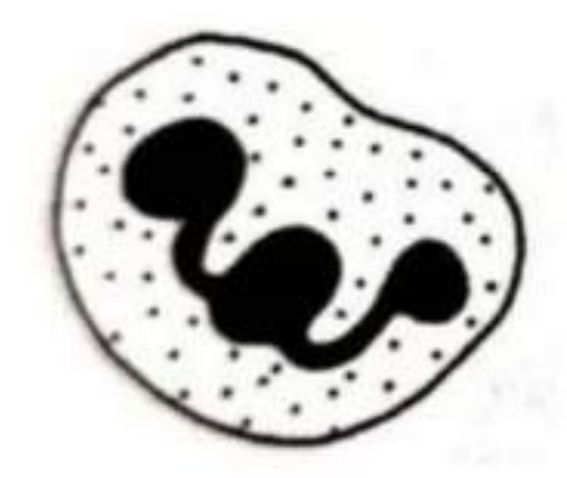 选项 C 的图片