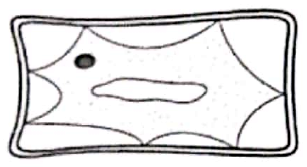 Image for option C