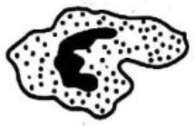 Image for option A