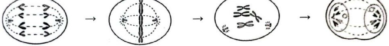 Image for option D