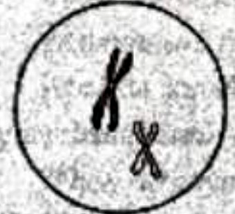 Image for option C