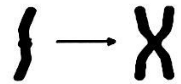 Image for option B