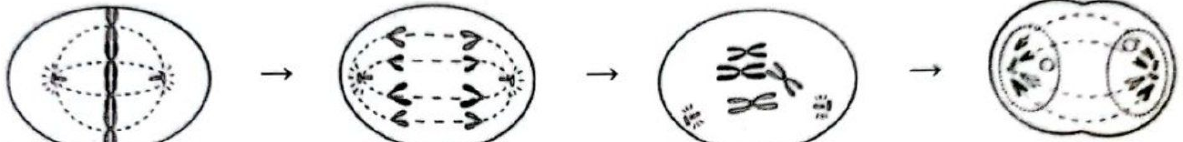Image for option C