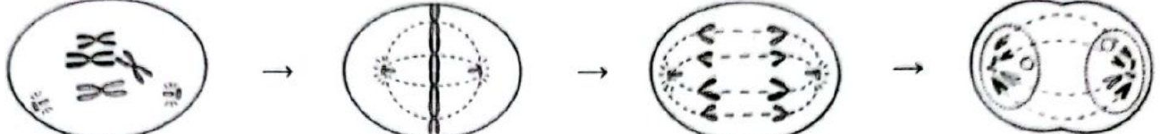 Image for option B