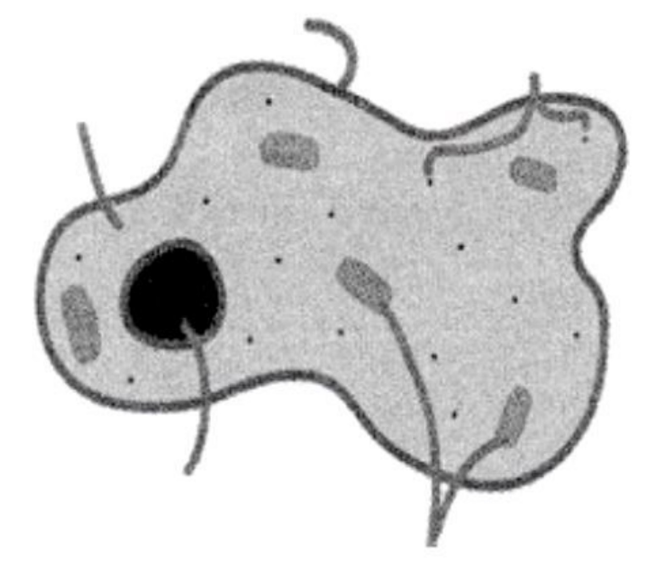 Image for option A
